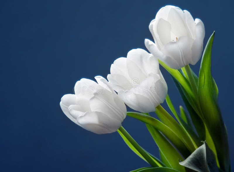 Beautiful white tulips