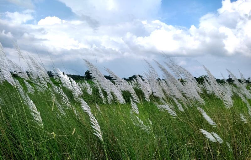Beautiful White Kash or Kans Grass Flower with Blue Sky White Cloud Stock Image - Image of durga, field: 126247905 Beautiful White Kash or Kans Grass Flower with Blue Sky White Cloud Stock Image - Image of durga, field: 126247905