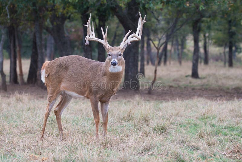 Beautiful whitetail buck royalty free stock image