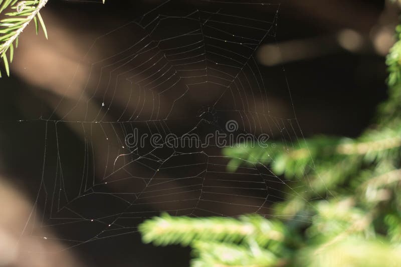 1,002 Spider Fishing Stock Photos - Free & Royalty-Free Stock Photos from  Dreamstime