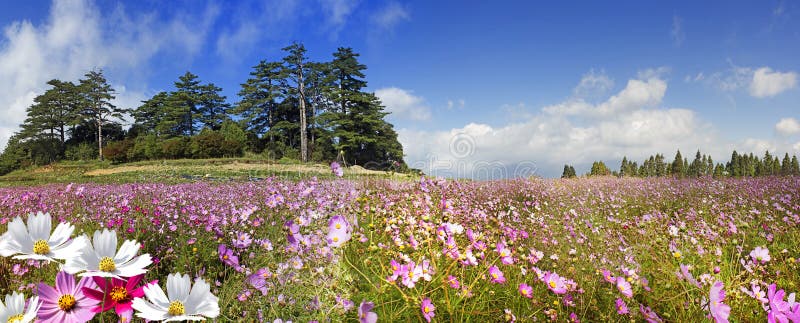 The Beautiful Wide Angle flower background. Panoramic floral wallpaper with pink chrysanthemum flowers close up