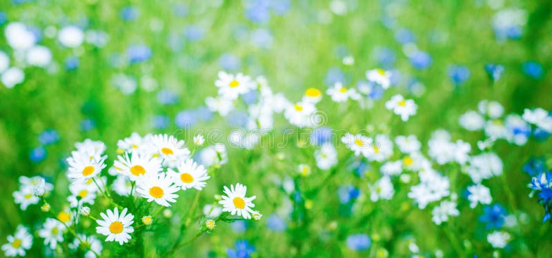 Panoramic Nature Summer Background with Daisy Flowers Stock Photo - Image  of copy, angle: 146863700
