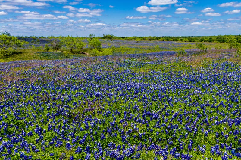 A Beautiful Wide Angle View of a Thick Blanket of Texas Bluebonnets in a Texas Country Meadow with Blue Skies. royalty free stock photography A Beautiful Wide Angle View of a Thick Blanket of Texas Bluebonnets in a Texas Country Meadow with Blue Skies. royalty free stock photography