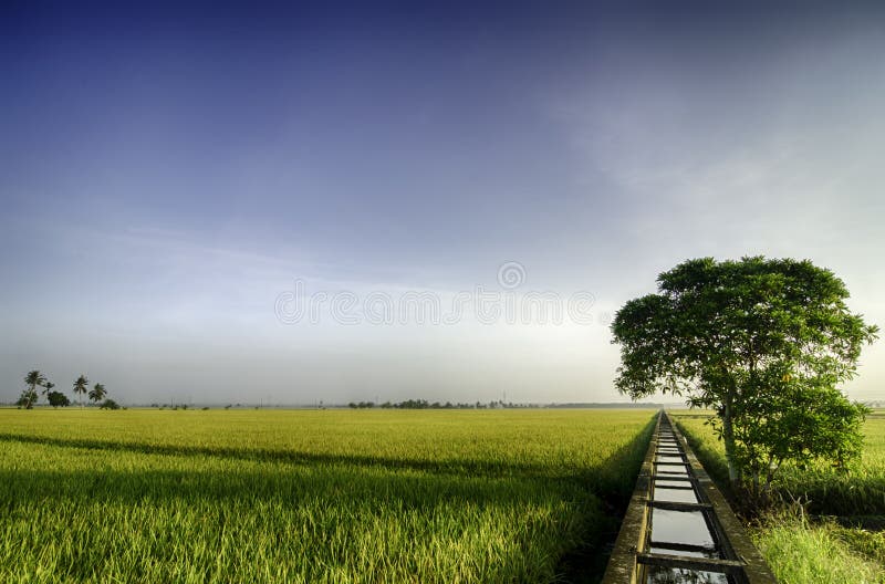 Beautiful wide view yellow paddy field in the morning. blue sky and single tree on the left stock photos Beautiful wide view yellow paddy field in the morning. blue sky and single tree on the left stock photos