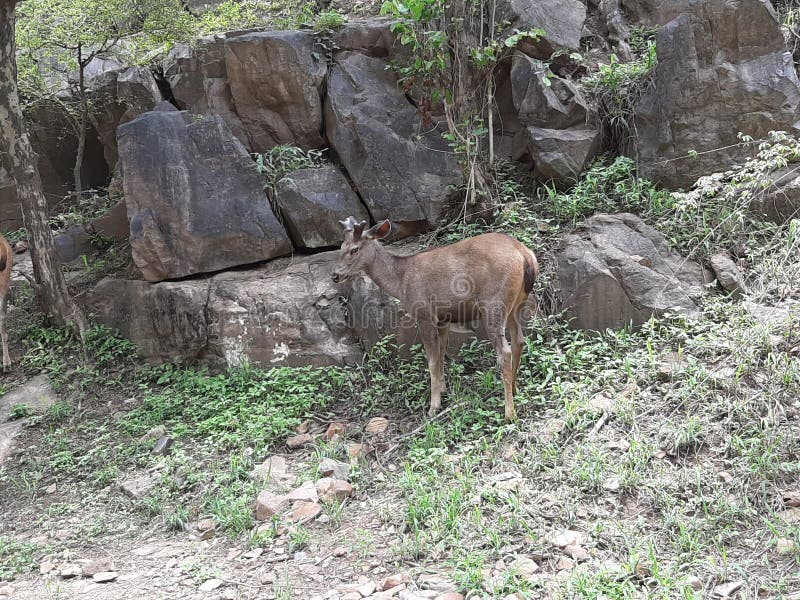 Beautiful Wild Animal in Sariska Rajasthan Stock Photo - Image of sariska,  rajasthan: 166822478