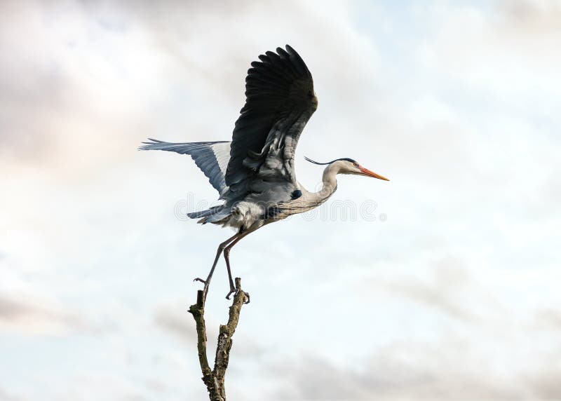 Beautiful wild blue heron massive big winged bird taking flight off balancing gracefully on top of tree with sunset sky behind