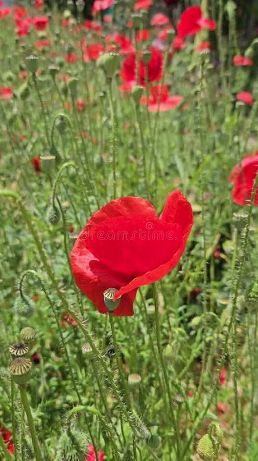 Beautiful wild bright red poppies