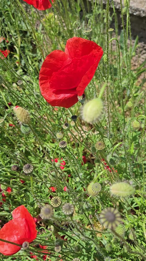 Beautiful wild bright red poppies