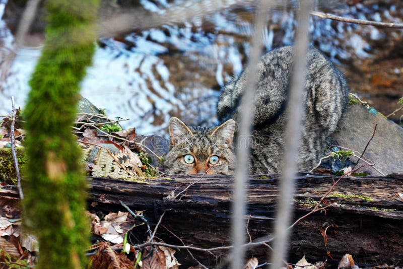 Beautiful wild cat is hidding behind the fallen tree