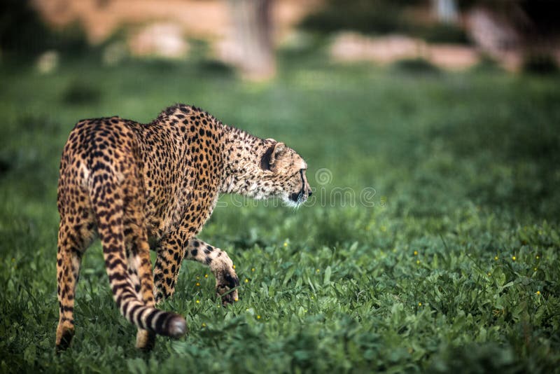 Beautiful Wild Cheetah walking careful on green fields, Close up stock images Beautiful Wild Cheetah walking careful on green fields, Close up stock images