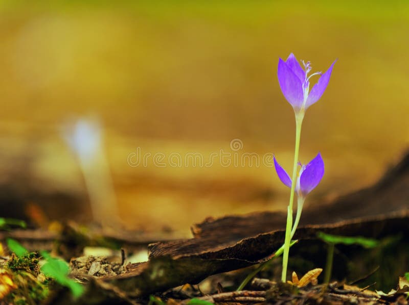 Beautiful wild crocus flowers in a mountain forest