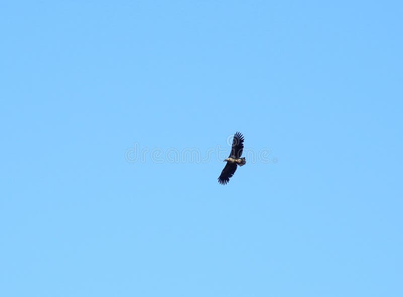 Sea eagle bird flying in blue sky, Lithuania stock photos Sea eagle bird flying in blue sky, Lithuania stock photos