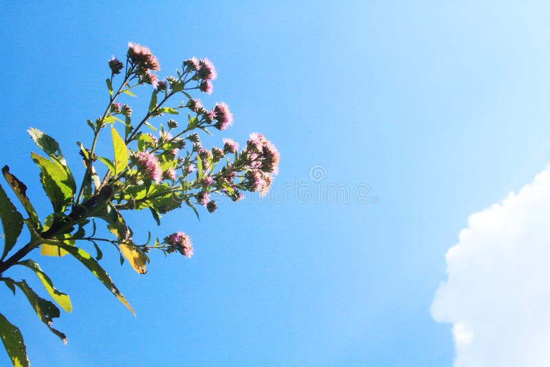 Beautiful Wild Flowers with Blue Sky on the Mountain Stock Image
