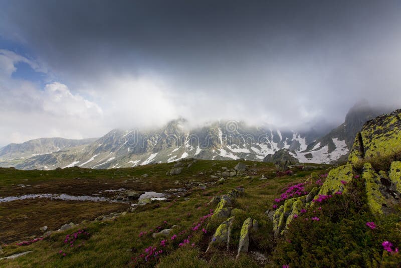 Beautiful wild flowers in high mountains