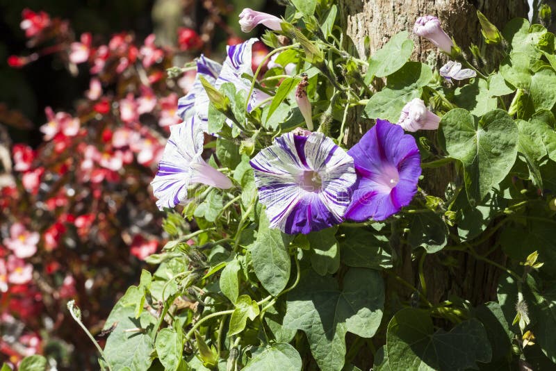 Beautiful Wild Flowers in a Natural Environment Stock Photo Image of