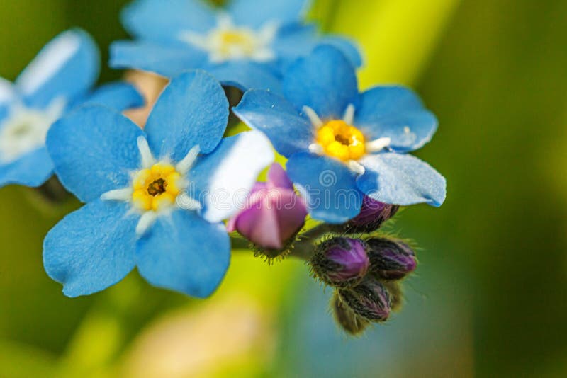 Beautiful wild forget-me-not Myosotis flower blossom flowers in spring time. Close up macro blue flowers, selective focus.