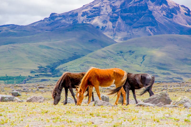 Beautiful Wild Horses in the National Park Cotopaxi Stock Photo Image