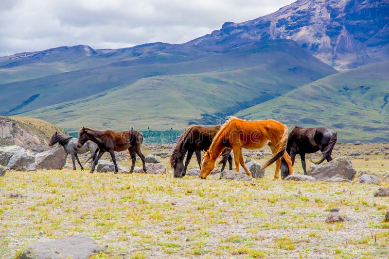 Beautiful Wild Horses in the National Park Cotopaxi Stock Image Image