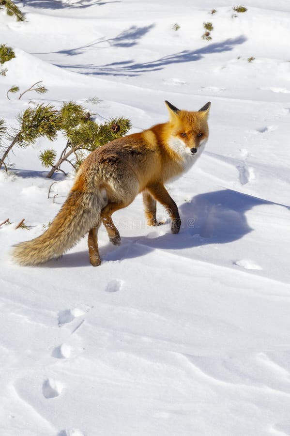 Beautiful wild red fox in the snow, in the mountains