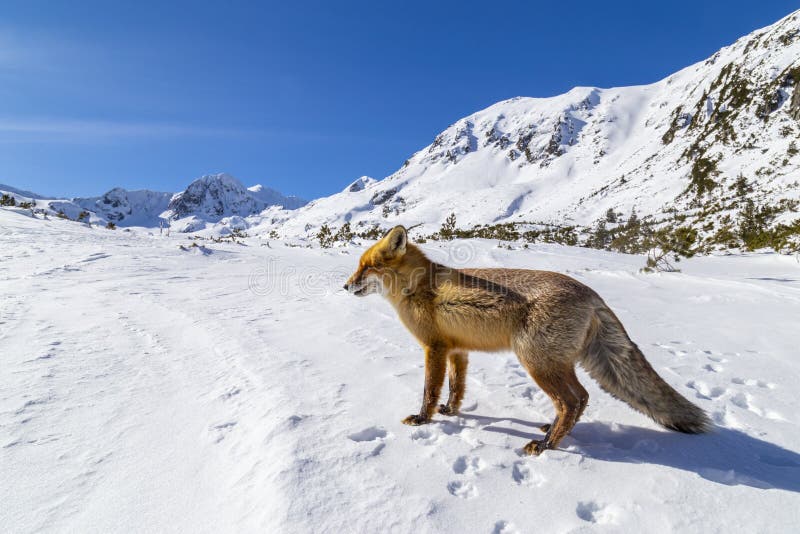 Beautiful wild red fox in the snow, in the mountains