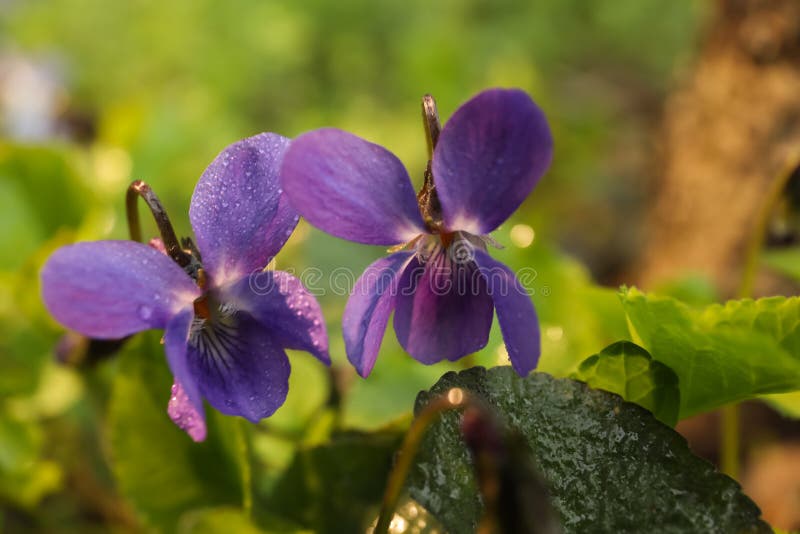 282 Violets Dew Stock Photos Free & RoyaltyFree Stock Photos from