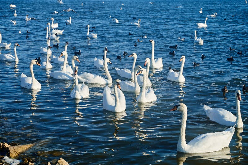 Beautiful wild white swans and ducks swim in lake with blue water royalty free stock images Beautiful wild white swans and ducks swim in lake with blue water royalty free stock images