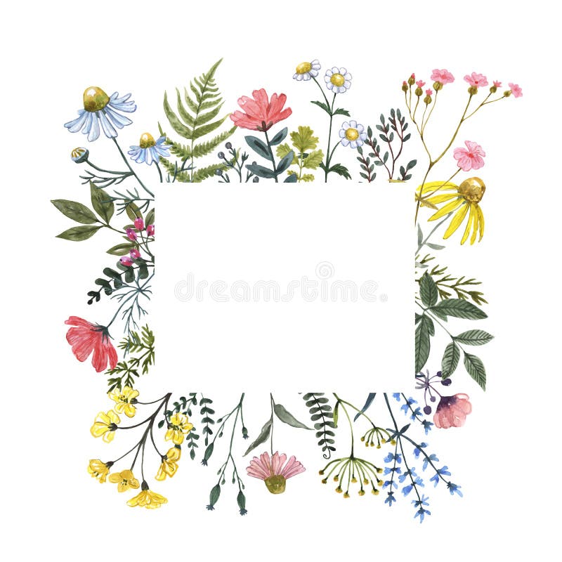 Beautiful wildflower border with hand painted summer meadow flowers, herbs, grass, leaves, isolated on white background.