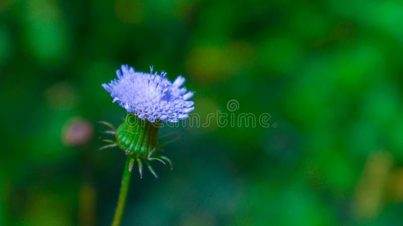 Beautiful Wildflower from Kalaw royalty free stock images Beautiful Wildflower from Kalaw royalty free stock images