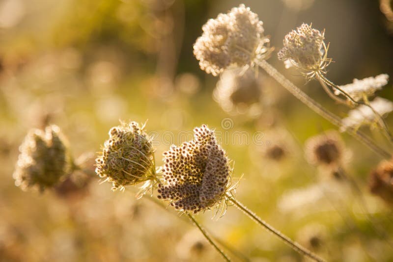 Beautiful wildflowers in moody evening Sunlight