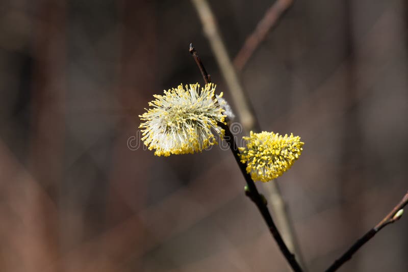 Beautiful Willow Tree Blossoms in Spring Stock Image Image of color