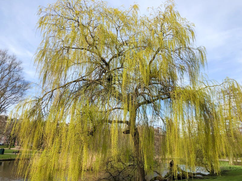 Beautiful Willow Tree at Park by Lake in Spring Stock Image Image of