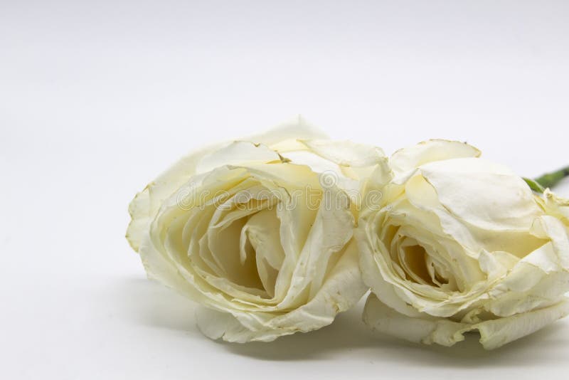 Beautiful Wilted White Roses Against White Background Stock Image