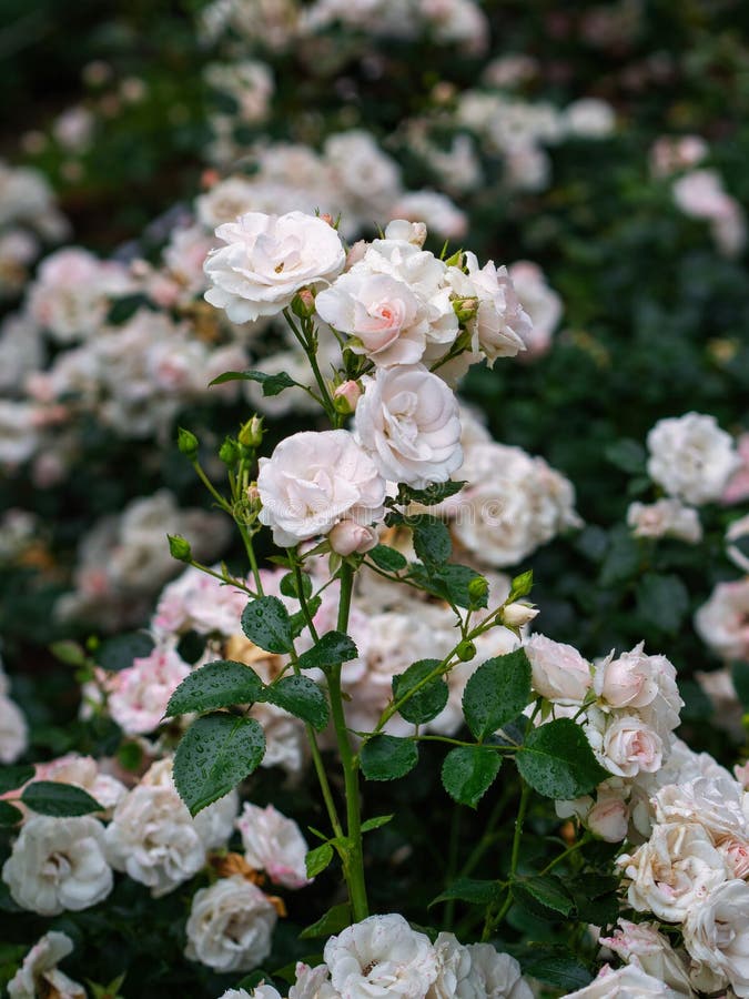 Beautiful Wilted White Roses in Late Summer Stock Photo Image of buds