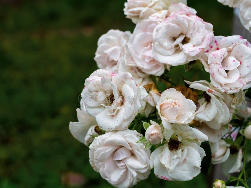 Beautiful Wilted White Roses in Late Summer Stock Photo Image of