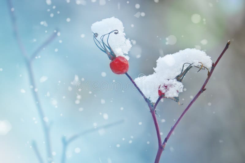 Beautiful winter background - bright red rose hips covered with small snowdrifts. Snowy winter