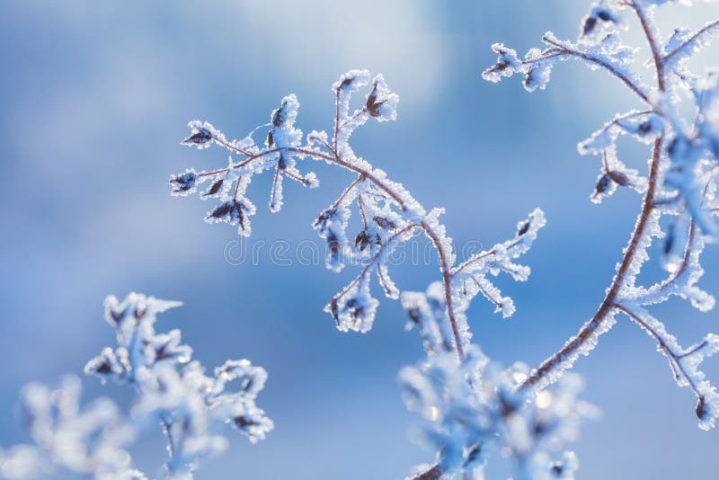 1,272 Frozen Flowers Plants Nature Winter Photos - Free & Royalty-Free Stock Dreamstime
