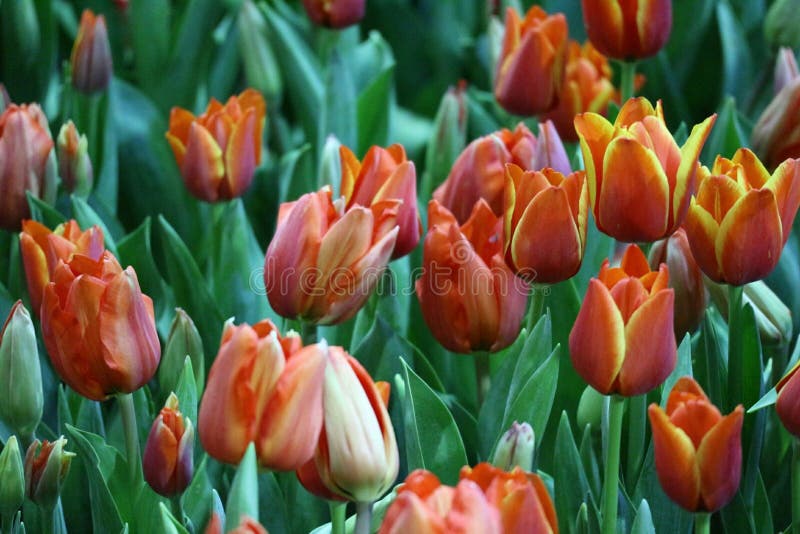 Beautiful Winter Flowers in the Natural Garden Stock Image Image of