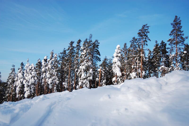 Beautiful winter forest stock photography