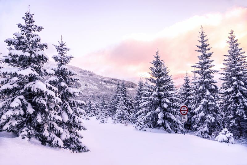 Beautiful winter forest landscape