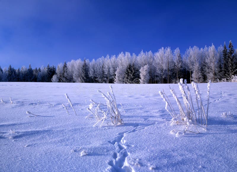 Beautiful winter landscape