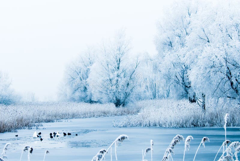 Beautiful winter landscape