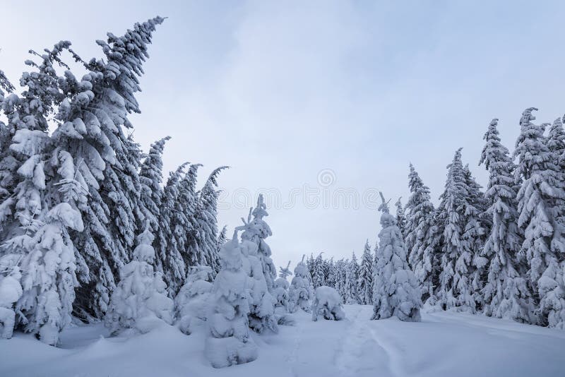 Beautiful winter landscape. Dense mountain forest with tall dark green spruce trees, path in white clean deep snow on bright