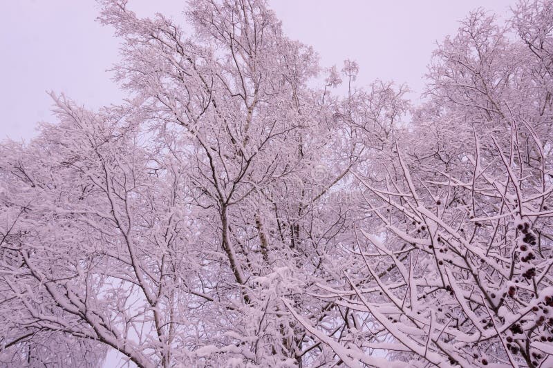 Beautiful Winter Landscape. Winter Forest.Background. Winter Forest in