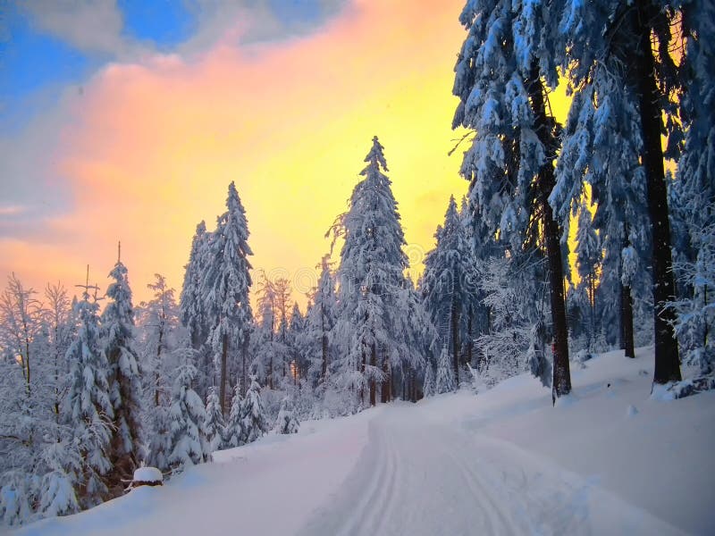 Beautiful winter landscape with the snow covered spruce trees