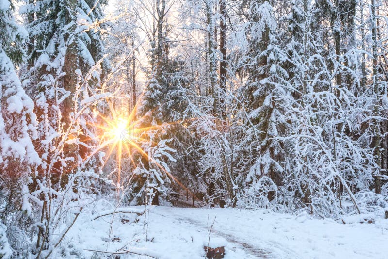 Beautiful winter landscape with snow-covered trees in forest