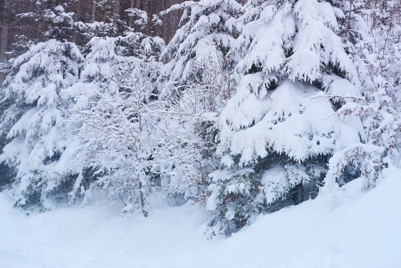 Beautiful Winter Landscape Snow Covered Trees Mountainpass Snowfall In The Mountains Swiss Beautiful Winter Landscape Snow Covered Trees Mountainpass Snowfall In The Mountains Swiss