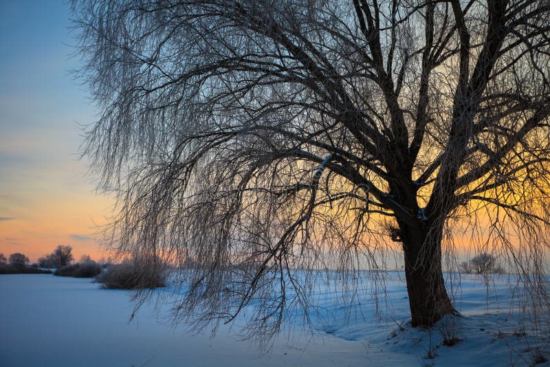 Beautiful winter landscape with snow covered trees