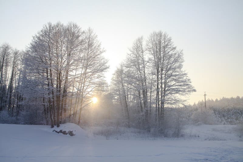 Beautiful winter landscape with snowy trees in the forest. The rays of the sun at sunset or in the morning. Christmas and New Year