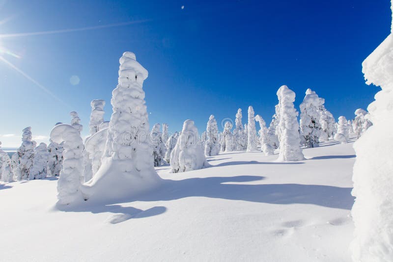 Beautiful winter landscape with snowy trees in Lapland, Finland. Frozen forest in winter.