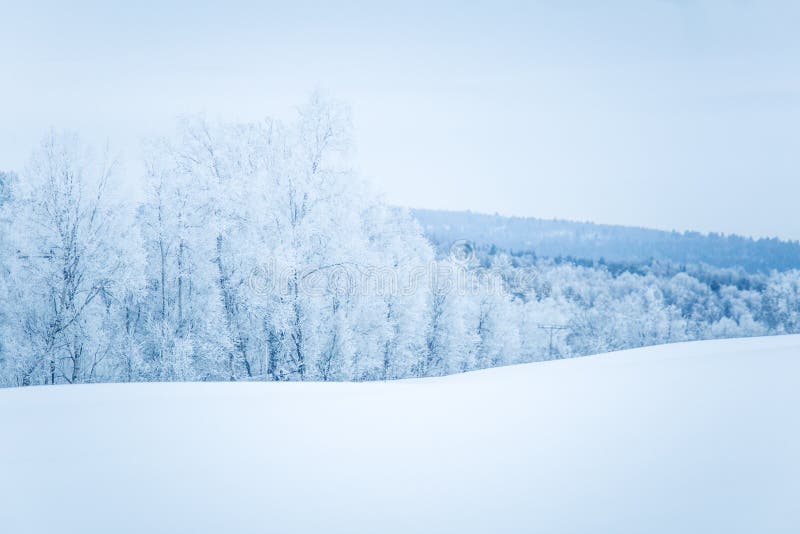 A beautiful winter landscape with snowy trees and mountains in a distance. Birch, europe.